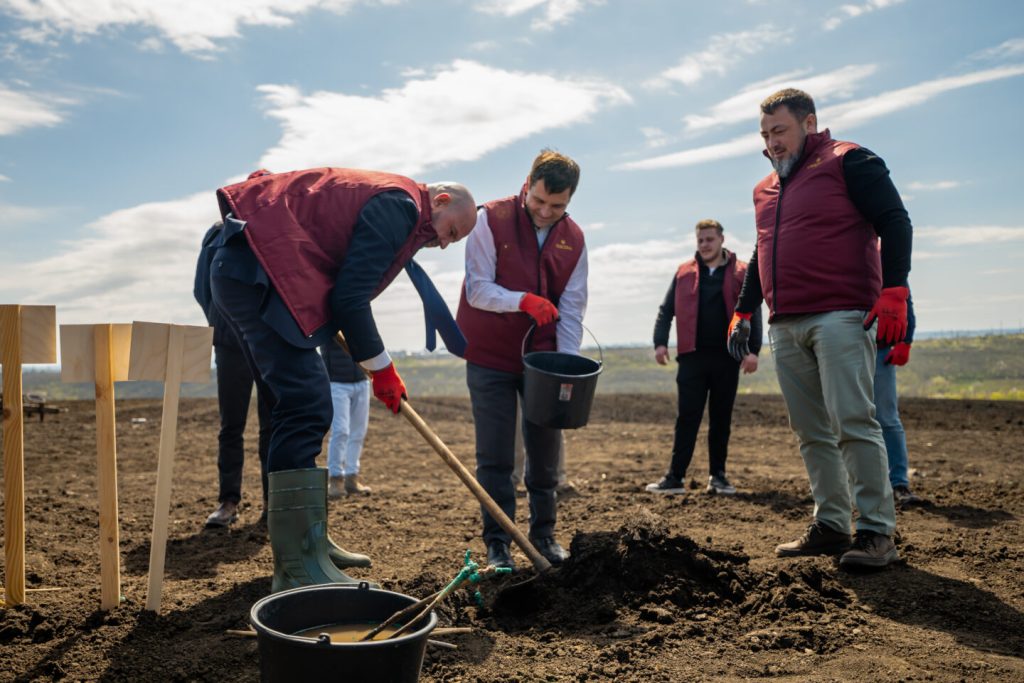 CRICOVA continuă extinderea plantațiilor viticole: un nou pas spre reconversia durabilă a terenurilor de la Stăuceni.